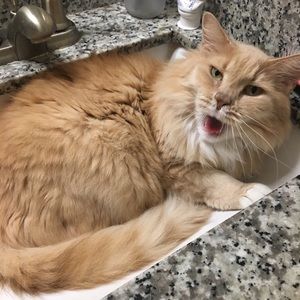 Meet your Posher, Violet